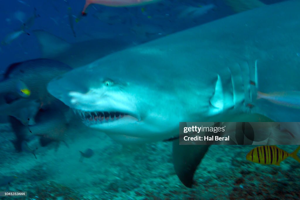 Sicklefin Lemon Shark close-up
