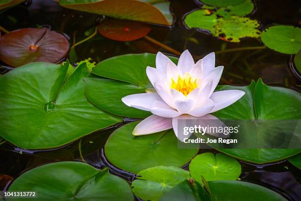 water lily in bloom - lily of the valley stockfoto's en -beelden