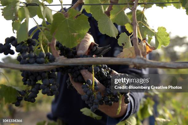 shiraz grapes grow at a vineyard - shiraz traube stock-fotos und bilder