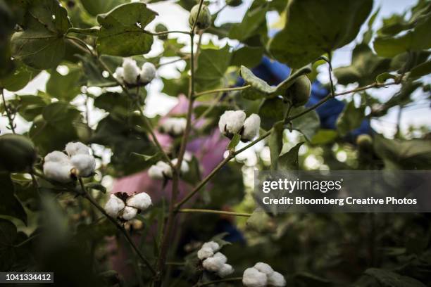 cotton bolls grow on a plant - cotton plant stock-fotos und bilder