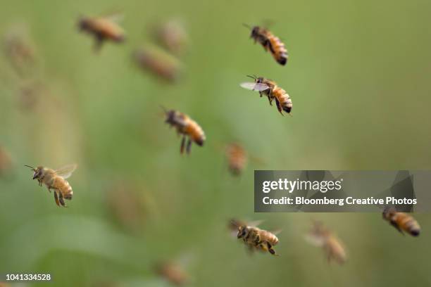 buckfast honey bees fly near a beehive - swarm of insects foto e immagini stock