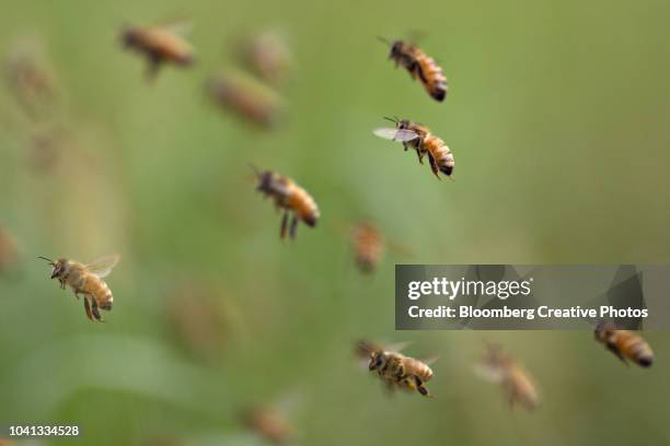 buckfast honey bees fly near a beehive - bees - fotografias e filmes do acervo