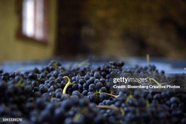 hill of grace shiraz grapes sit in a crate at a barn - uva shiraz imagens e fotografias de stock