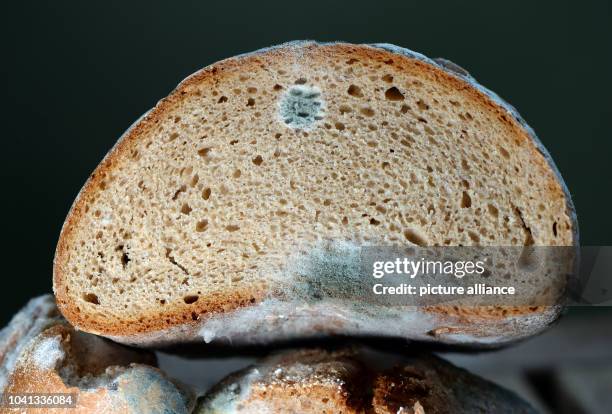 Mouldy bread in Berlin, Germany, 04 September 2014. Photo: JENS KALAENE/dpa | usage worldwide