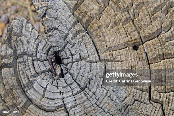 Tree Trunks With Rings 627 Tree Trunk Rings Stock Photos, High-Res Pictures, and Images ...