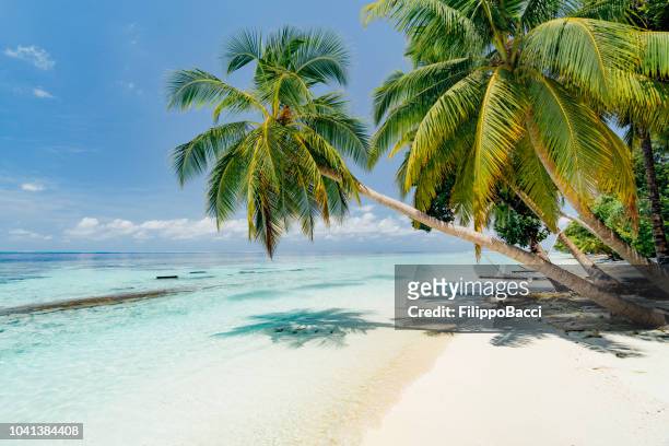 playa paradisíaca en maldivas - palmera fotografías e imágenes de stock
