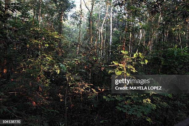 View of the Amazon forest at Amacayacu National Park, in Guaviare, Colombia on August 19, 2010. AFP PHOTO / Mayela LOPEZ