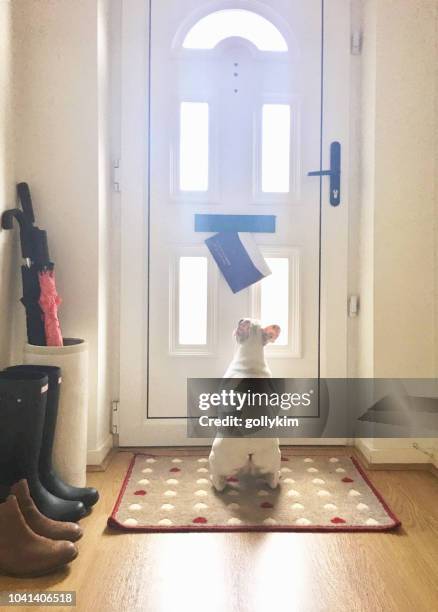 french bulldog puppy waiting for the mail to come through the mail slot on the front door of an english home, england - welcome mat stock pictures, royalty-free photos & images