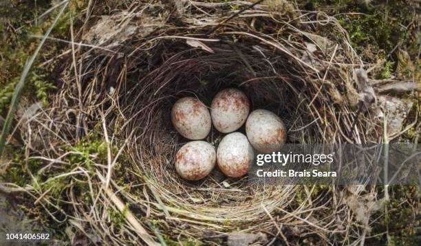 nest with eggs - ground nesting bird - fotografias e filmes do acervo