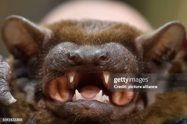 The snout of a bat of the species common noctule can be seen in a forest south of Berlin, Germany, 12 July 2016. Photo: KLAUS-DIETMAR GABBERT/dpa |...