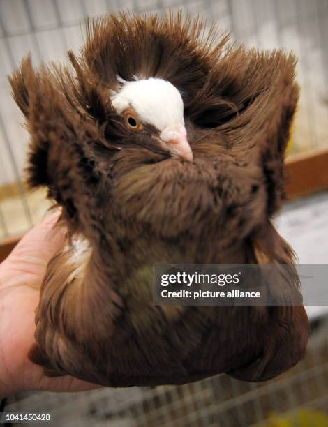 Jacobin Ruff Jacobin Pigeons Photos and Premium High Res Pictures - Getty Images