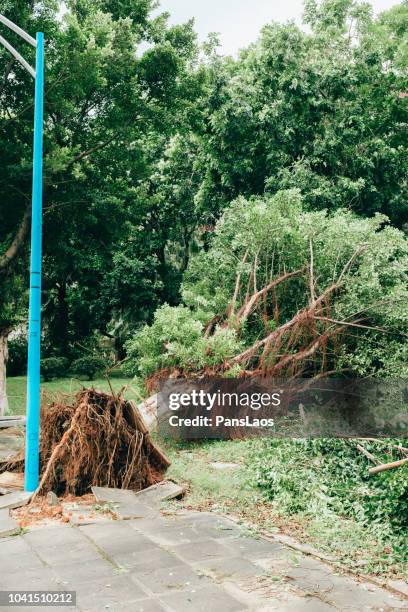 fallen trees destroyed by the typhoon in city - baumstamm am boden stock-fotos und bilder