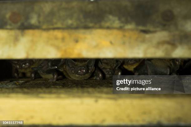 The weekly home of a bat family of the species common noctule can be seen in a forest south of Berlin, Germany, 12 July 2016....