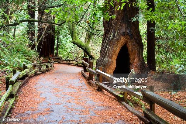 muir woods path - hollow stock pictures, royalty-free photos & images