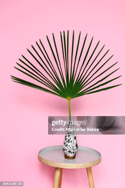 palm leaf in vintage vase on table - fan palm tree stock pictures, royalty-free photos & images