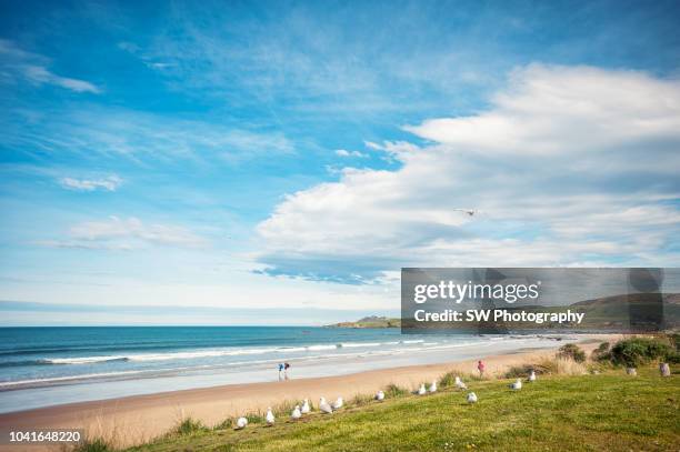 beautiful landscape photo of kaka point beach, new zealand - summer new zealand stock-fotos und bilder