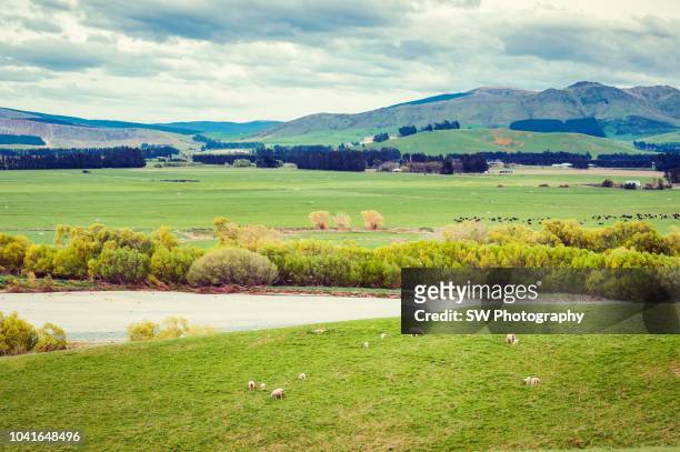 landscape photo taken in the south island of new zealand - snow on grass stock pictures, royalty-free photos & images