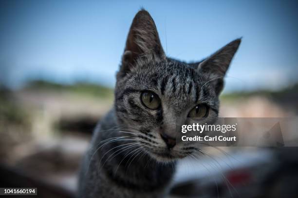 Cat looks into the camera lens on September 27, 2018 in Aoshima, Japan. Aoshima island has come to be known for its large number of felines which now...