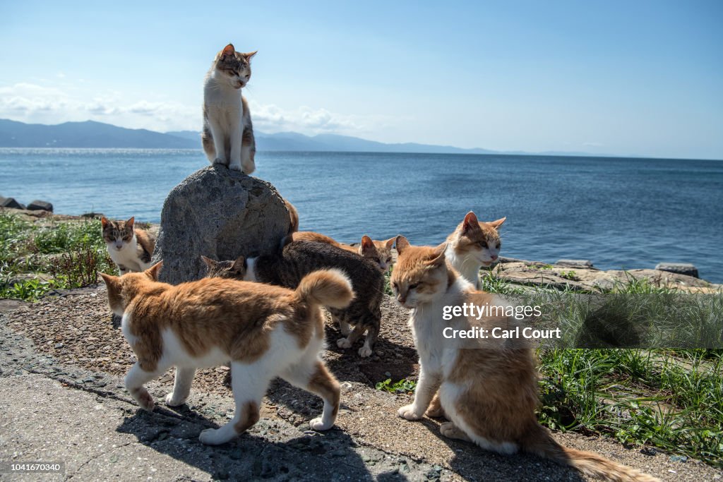 Japan's Island of Cats