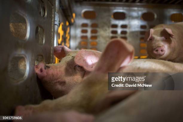 Pigs that are being given water by animal rights activists are seen inside trucks as they arrive to the Farmer John slaughterhouse on September 26,...