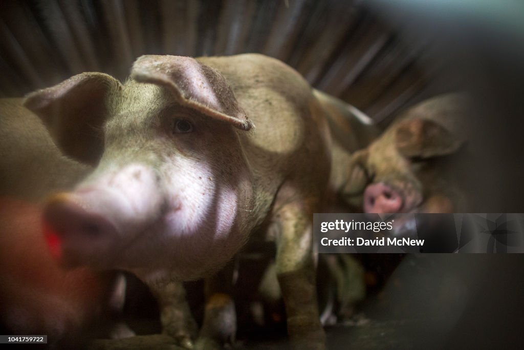 Pigs that are being given water by animal rights activists are seen ...