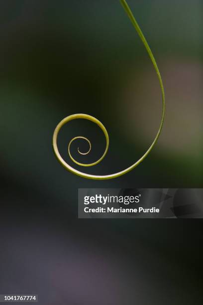 the tendril of a vine curling at the end - tendril fotografías e imágenes de stock
