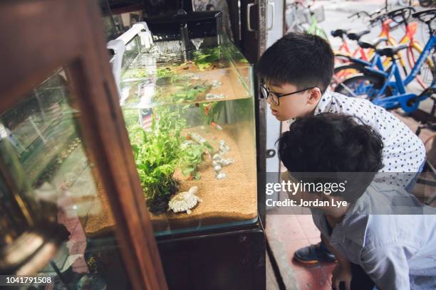 boys watching fishing tank - home aquarium stock pictures, royalty-free photos & images