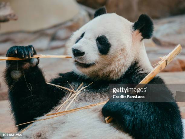portrait of a giant panda eating bamboo - pancas stock pictures, royalty-free photos & images