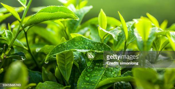 freshness tea leaves - crop plant - fotografias e filmes do acervo