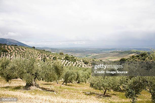 olive grove with sierra nevada mountains, granada, spain - olivo fotografías e imágenes de stock