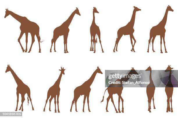 formen der giraffe isoliert auf weiss - girafe stock-grafiken, -clipart, -cartoons und -symbole