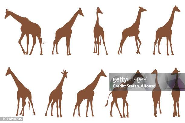 stockillustraties, clipart, cartoons en iconen met vormen van giraffe geïsoleerd op wit - giraffe