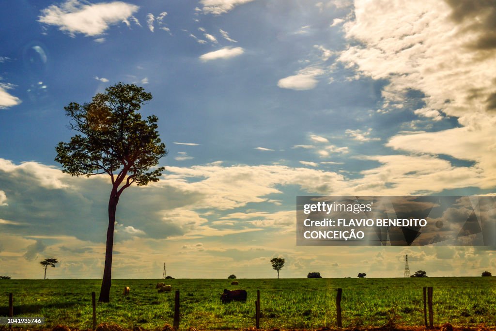 Image with farms with pasture fields with livestock in southern Brazil with presence of nature.