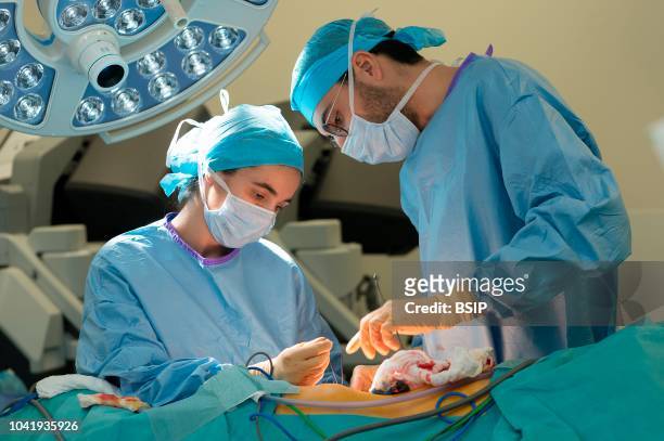 Kidney transplant in the urology, Nice, France, kidney is taken from a living related donor, the recipient's wife The end of the operation to remove...