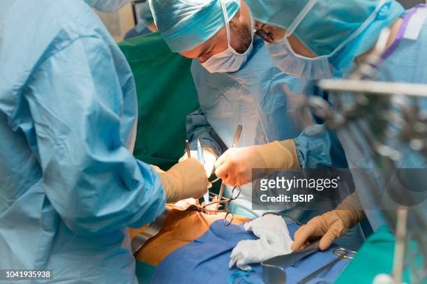 Kidney transplant in the urology, Nice, France, kidney is taken from a living related donor, the recipient's wife Transplanting the kidney in the...