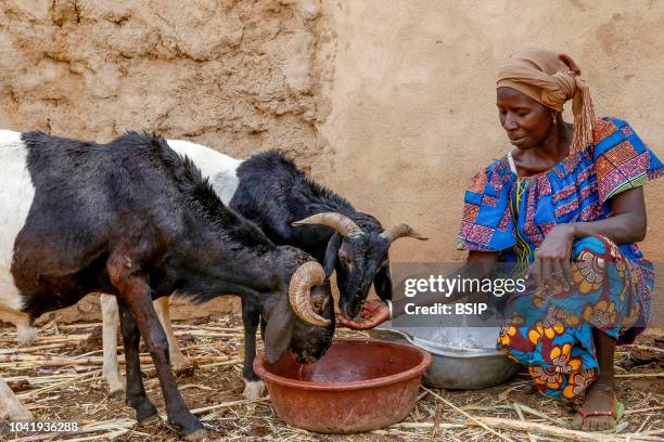 In a village near Ouahigouya, Burkina Faso Cattle breeder Animata Guiro.