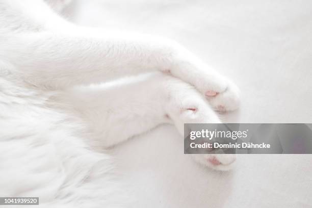 white cat sleeping - cat white background stock-fotos und bilder