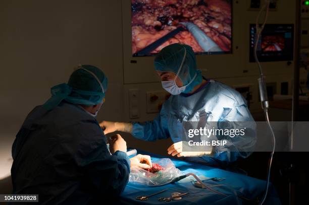 Kidney transplant in the urology, Nice, France, kidney is taken from a living related donor, the recipient's wife Analysis and preparation of the...