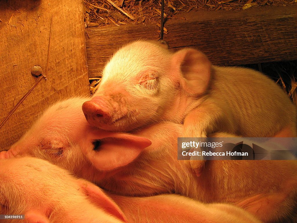 Piglet
