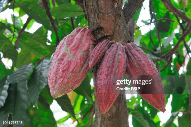 Cacao tree, Theobroma cacao.