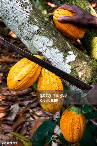 Ivory Coast Farmer harvesting cocoa in his plantation.