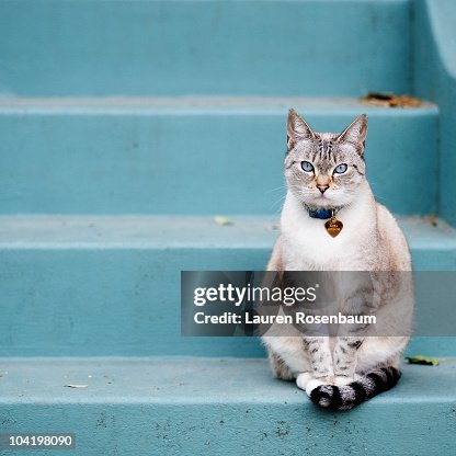 Kitty on blue steps Kitty on blue steps