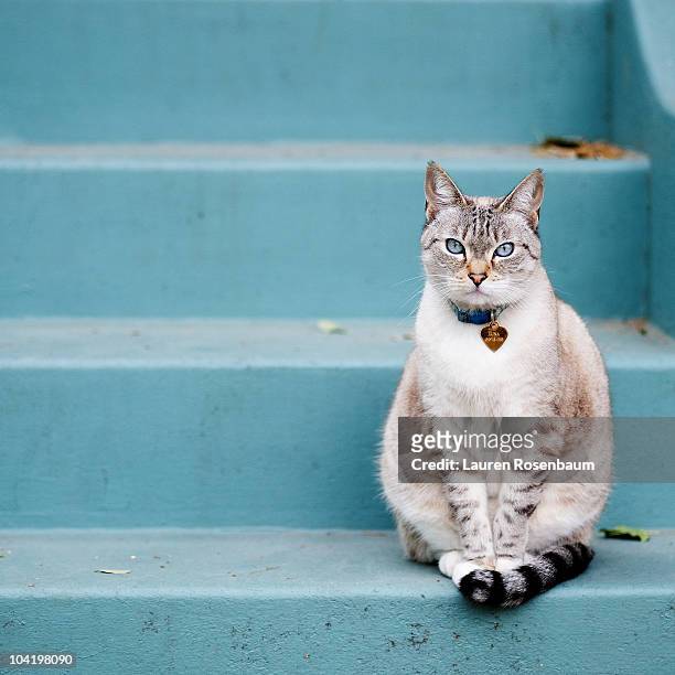kitty on blue steps - collar stock pictures, royalty-free photos & images
