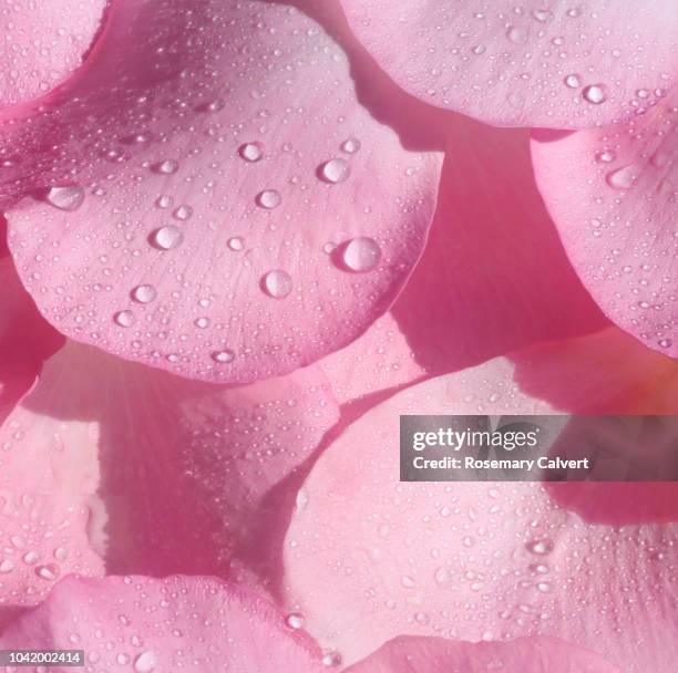 close-up of pink rose petals with water drops. - pink rose stock pictures, royalty-free photos & images