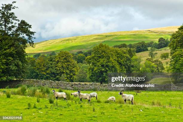 north pennines - pennines stock-fotos und bilder
