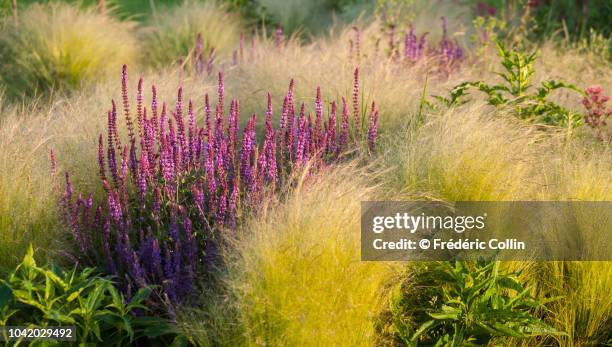 ornamental garden with mixed borders - purple rain stock pictures, royalty-free photos & images