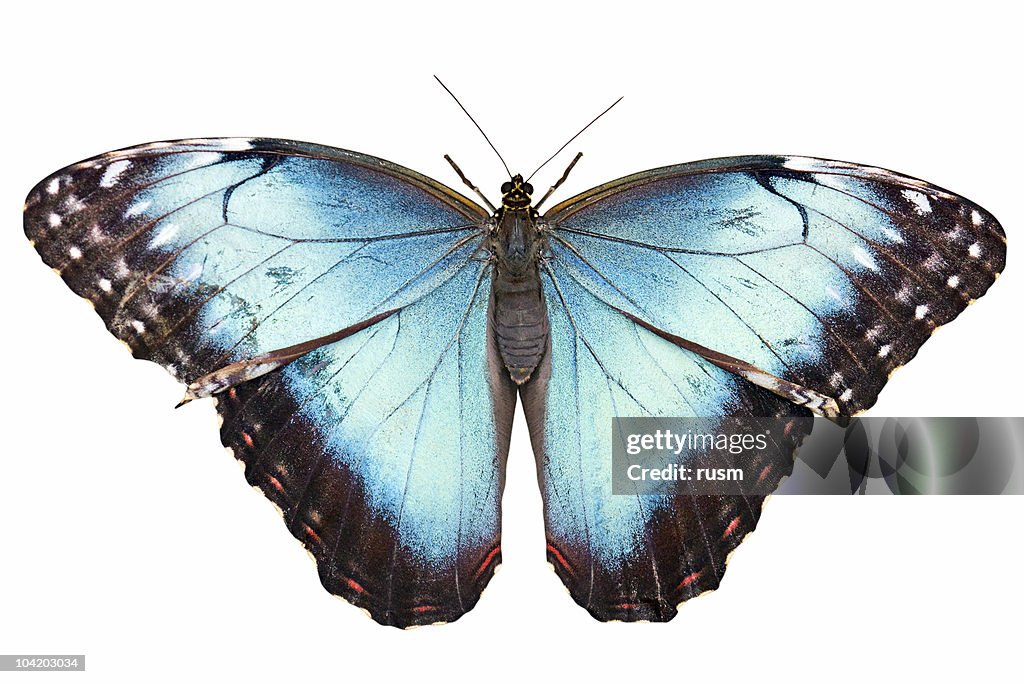 Borboleta isolada com Traçado de Recorte em fundo branco