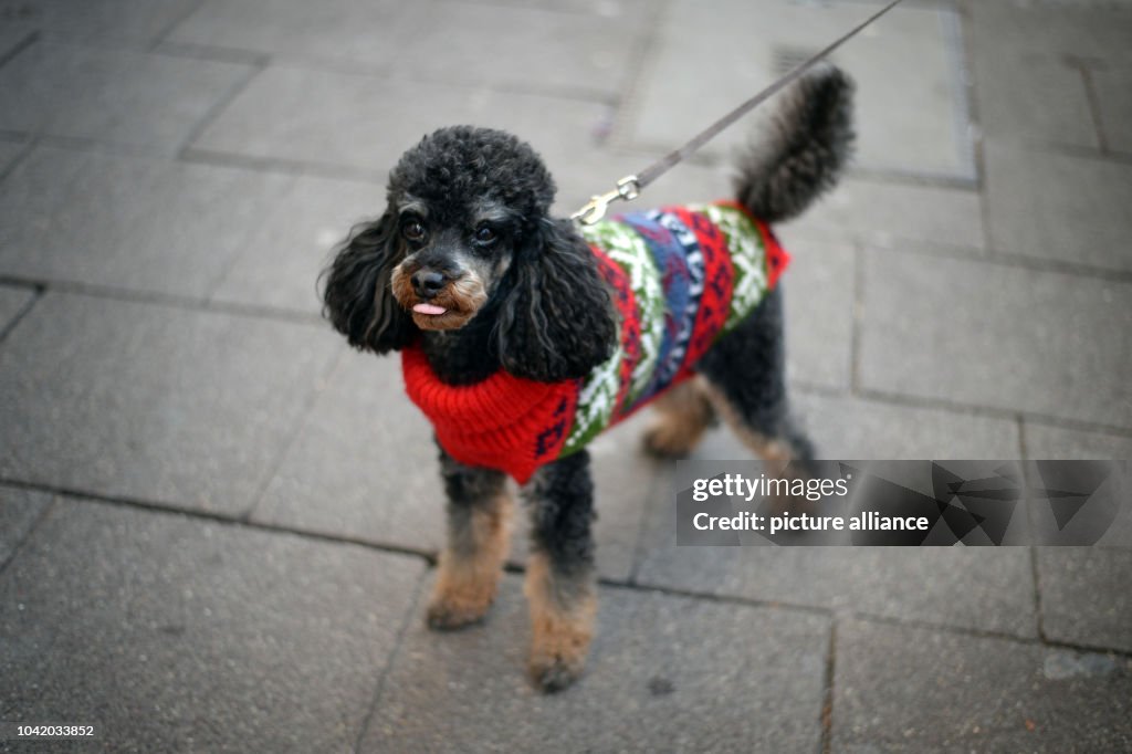 Dog fashion in the winter