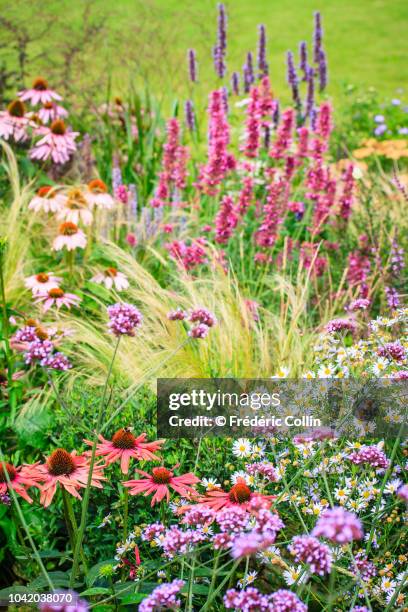 ornamental garden with mixed borders - aster stock pictures, royalty-free photos & images