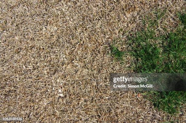 dying lawn - arid stockfoto's en -beelden